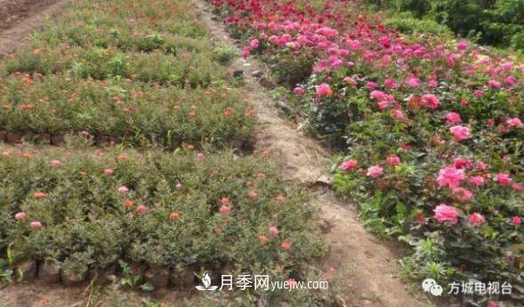 方城縣券橋鎮(zhèn)：發(fā)展月季苗木產業(yè)，助力致富鄉(xiāng)村振興(圖2)