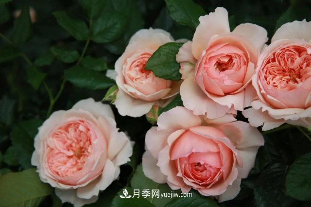 月季好看不好養(yǎng)？選對(duì)15個(gè)月季品種抗性好長(zhǎng)得快(圖7)