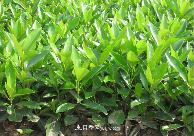 市場前景大好的6種忍冬科植物，你家苗圃有嗎？(圖4)