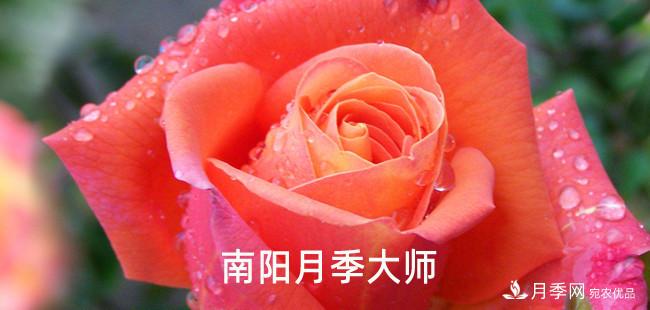 南陽(yáng)市首批13名南陽(yáng)月季大師名單都有誰(shuí)？(圖1)