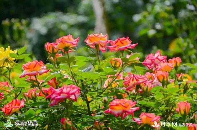 今年鄭州馬路邊的樹(shù)狀月季花為什么開(kāi)這么大？ 原有妙招！(圖2)