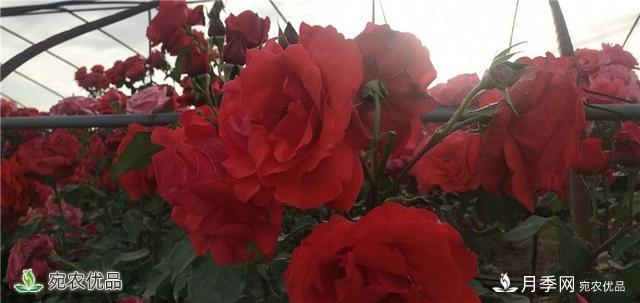 1.2萬畝月季園區(qū) 南陽方城博望鎮(zhèn)月季花農過上花樣生活(圖3)