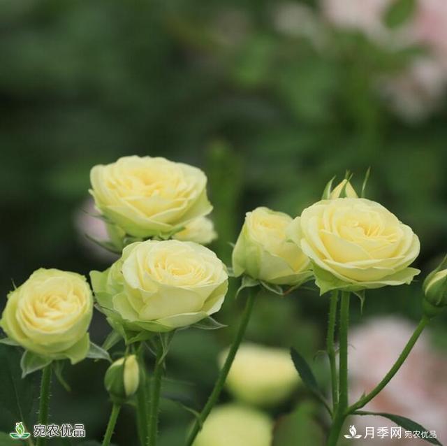 這8種月季是新手福音，病蟲害從來不擔(dān)心(圖14)