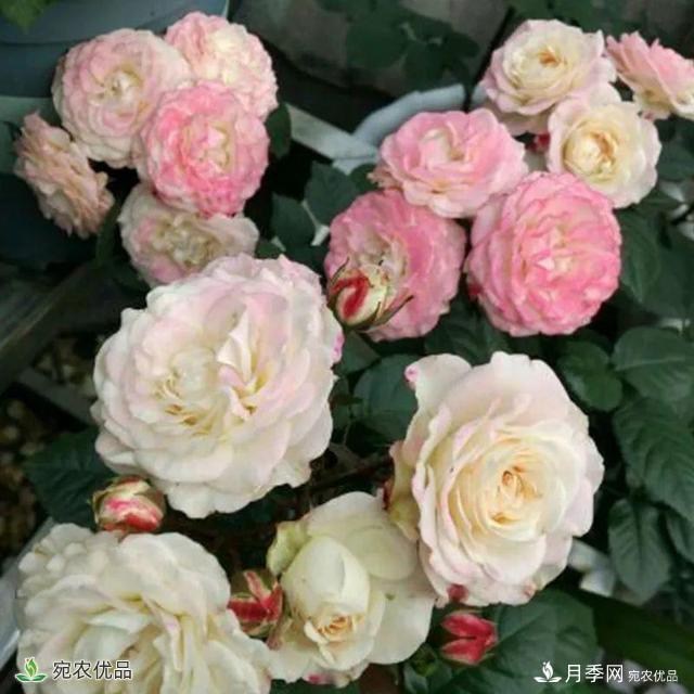 18種漂亮的藤本月季灌木月季微型月季，夏天就要養(yǎng)一盆，越熱越開爆！(圖18)