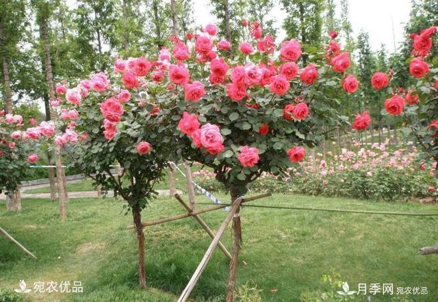 養(yǎng)花屆的新寵兒樹狀月季，南陽月季樹好不好養(yǎng)呢？(圖5)