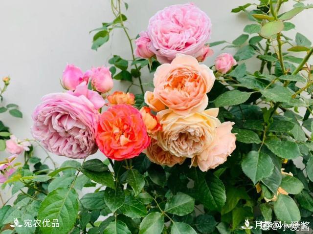    30種漂亮的月季花，必須來(lái)一盆，讓你一次養(yǎng)個(gè)夠！(圖2)