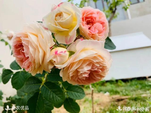    30種漂亮的月季花，必須來(lái)一盆，讓你一次養(yǎng)個(gè)夠！(圖1)