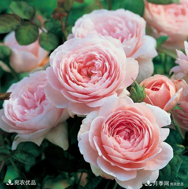    30種漂亮的月季花，必須來(lái)一盆，讓你一次養(yǎng)個(gè)夠！(圖14)