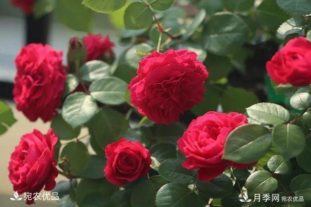    30種漂亮的月季花，必須來(lái)一盆，讓你一次養(yǎng)個(gè)夠！(圖6)