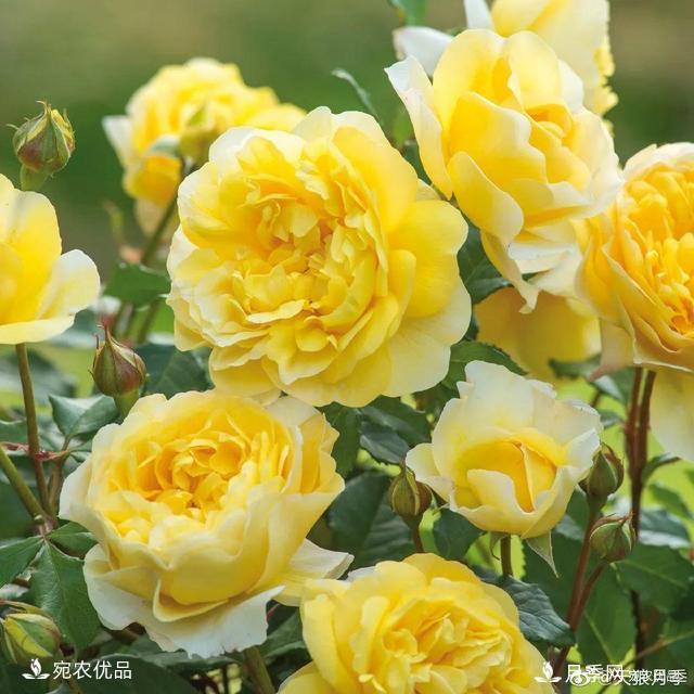    30種漂亮的月季花，必須來(lái)一盆，讓你一次養(yǎng)個(gè)夠！(圖10)