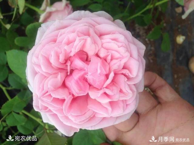    30種漂亮的月季花，必須來(lái)一盆，讓你一次養(yǎng)個(gè)夠！(圖3)