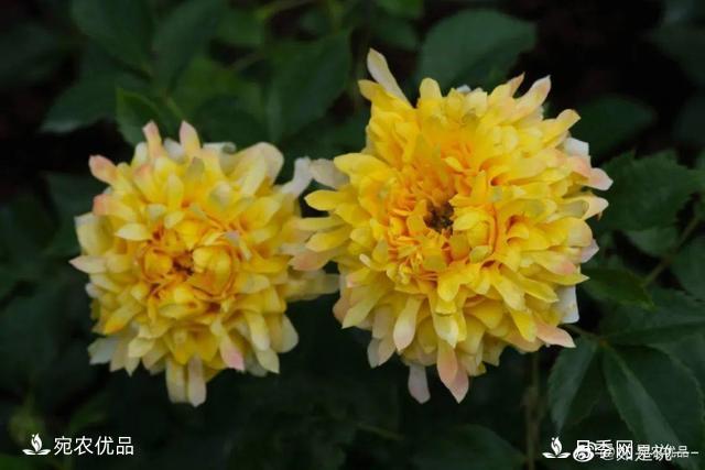    30種漂亮的月季花，必須來(lái)一盆，讓你一次養(yǎng)個(gè)夠！(圖4)