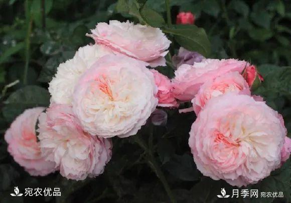    30種漂亮的月季花，必須來(lái)一盆，讓你一次養(yǎng)個(gè)夠！(圖9)