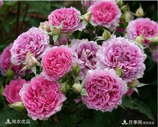    30種漂亮的月季花，必須來(lái)一盆，讓你一次養(yǎng)個(gè)夠！(圖15)