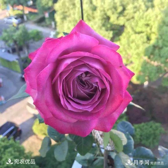    30種漂亮的月季花，必須來(lái)一盆，讓你一次養(yǎng)個(gè)夠！(圖5)