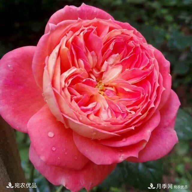    30種漂亮的月季花，必須來(lái)一盆，讓你一次養(yǎng)個(gè)夠！(圖11)