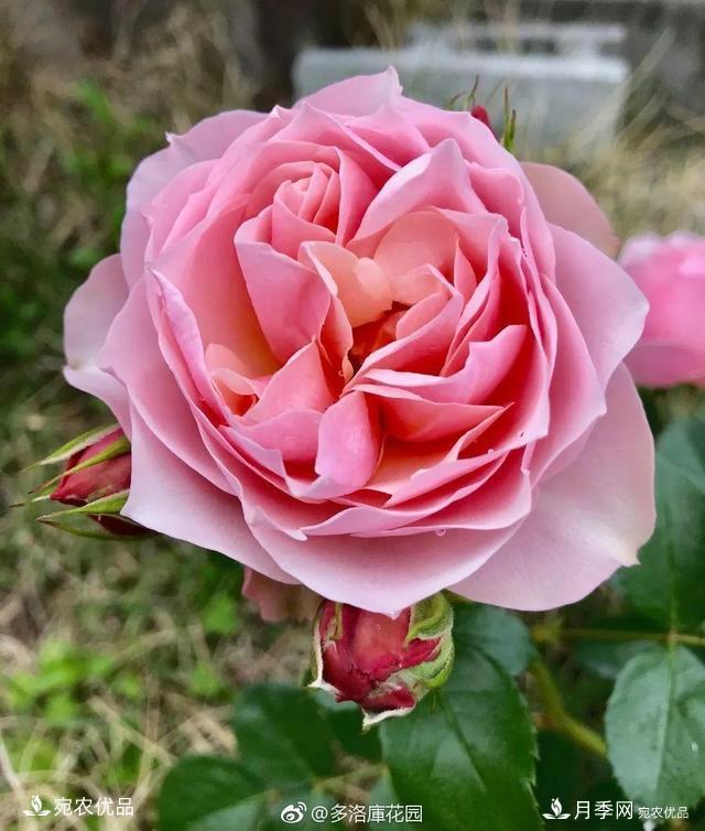    30種漂亮的月季花，必須來(lái)一盆，讓你一次養(yǎng)個(gè)夠！(圖8)