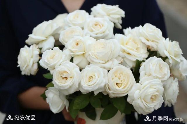    30種漂亮的月季花，必須來(lái)一盆，讓你一次養(yǎng)個(gè)夠！(圖7)
