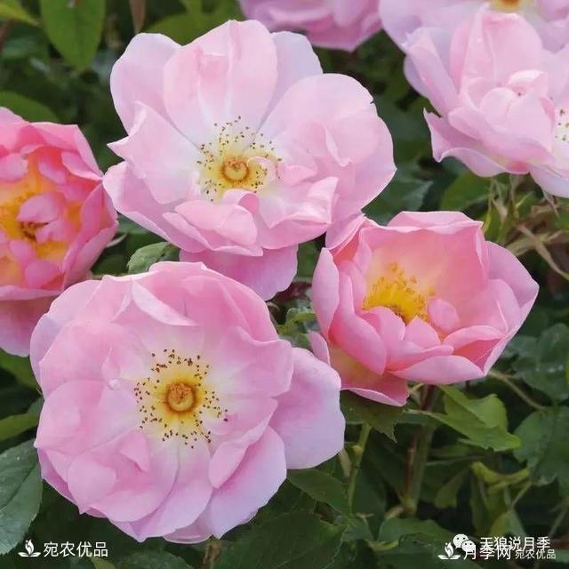    30種漂亮的月季花，必須來(lái)一盆，讓你一次養(yǎng)個(gè)夠！(圖25)