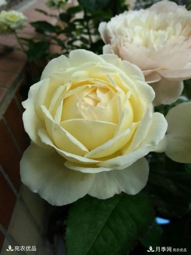    30種漂亮的月季花，必須來(lái)一盆，讓你一次養(yǎng)個(gè)夠！(圖18)