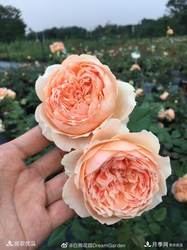    30種漂亮的月季花，必須來(lái)一盆，讓你一次養(yǎng)個(gè)夠！(圖23)