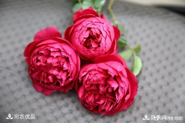    30種漂亮的月季花，必須來(lái)一盆，讓你一次養(yǎng)個(gè)夠！(圖24)