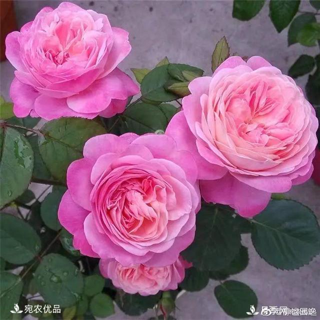    30種漂亮的月季花，必須來(lái)一盆，讓你一次養(yǎng)個(gè)夠！(圖17)