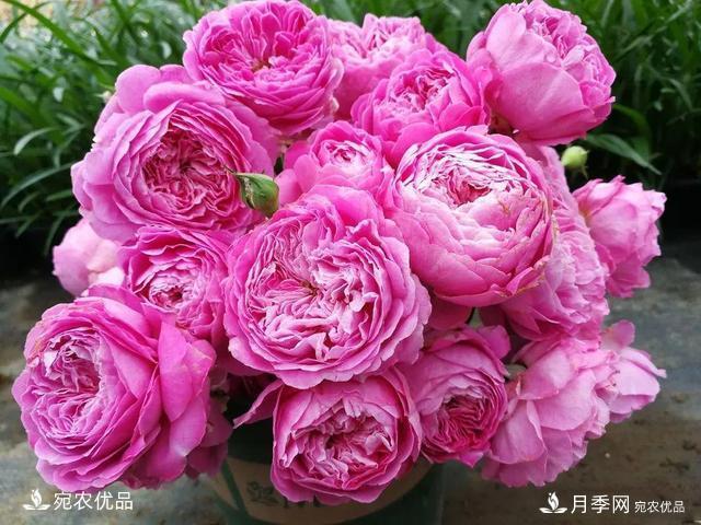    30種漂亮的月季花，必須來(lái)一盆，讓你一次養(yǎng)個(gè)夠！(圖21)