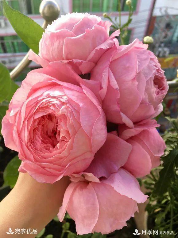    30種漂亮的月季花，必須來(lái)一盆，讓你一次養(yǎng)個(gè)夠！(圖31)