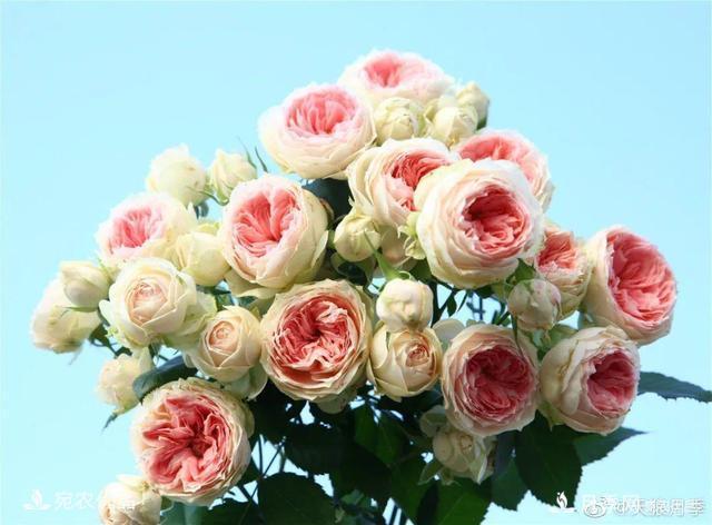    30種漂亮的月季花，必須來(lái)一盆，讓你一次養(yǎng)個(gè)夠！(圖32)