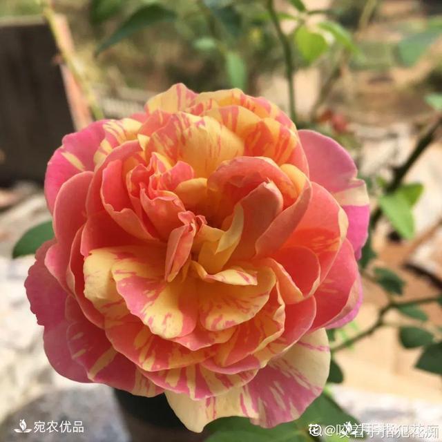    30種漂亮的月季花，必須來(lái)一盆，讓你一次養(yǎng)個(gè)夠！(圖30)