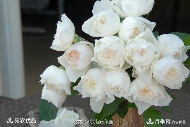    30種漂亮的月季花，必須來(lái)一盆，讓你一次養(yǎng)個(gè)夠！(圖28)