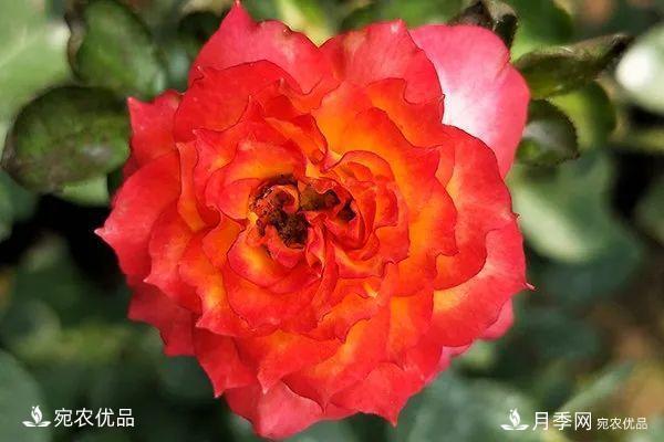    30種漂亮的月季花，必須來(lái)一盆，讓你一次養(yǎng)個(gè)夠！(圖26)