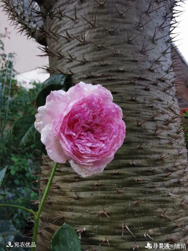    30種漂亮的月季花，必須來(lái)一盆，讓你一次養(yǎng)個(gè)夠！(圖29)