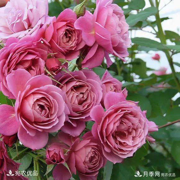    30種漂亮的月季花，必須來(lái)一盆，讓你一次養(yǎng)個(gè)夠！(圖27)