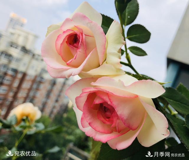 15款經(jīng)典月季花，好看好養(yǎng)，月季花開看花海！(圖8)