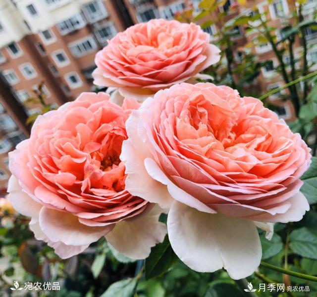 15款經(jīng)典月季花，好看好養(yǎng)，月季花開看花海！(圖4)