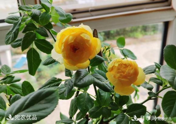 15款經(jīng)典月季花，好看好養(yǎng)，月季花開看花海！(圖2)