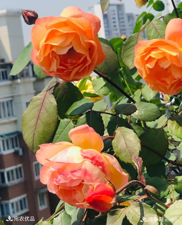 15款經(jīng)典月季花，好看好養(yǎng)，月季花開看花海！(圖14)