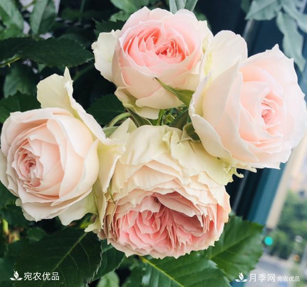 15款經(jīng)典月季花，好看好養(yǎng)，月季花開看花海！(圖12)