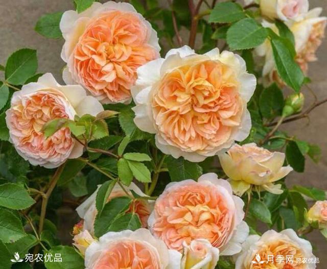 月季花啥品種好看？9大驚艷花友的月季品種，值得養(yǎng)(圖1)