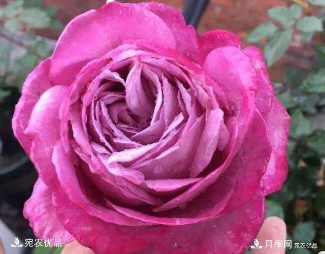 月季花啥品種好看？9大驚艷花友的月季品種，值得養(yǎng)(圖3)