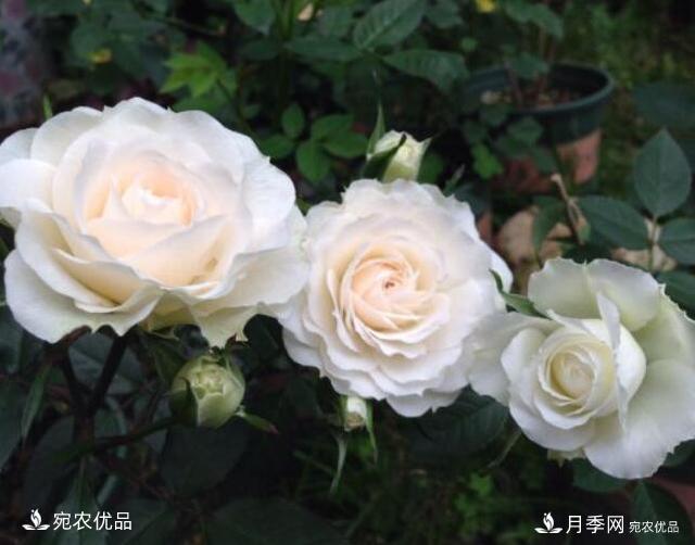 月季花啥品種好看？9大驚艷花友的月季品種，值得養(yǎng)(圖2)