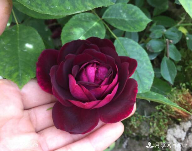 月季花啥品種好看？9大驚艷花友的月季品種，值得養(yǎng)(圖4)