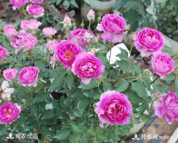 月季花啥品種好看？9大驚艷花友的月季品種，值得養(yǎng)(圖8)