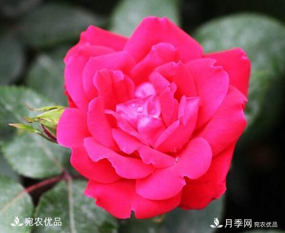 月季花啥品種好看？9大驚艷花友的月季品種，值得養(yǎng)(圖9)