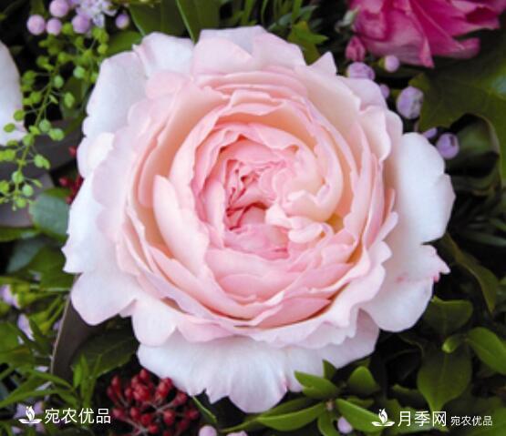 月季花啥品種好看？9大驚艷花友的月季品種，值得養(yǎng)(圖5)