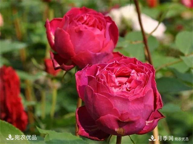 熱門50種月季花品種展示，每一種養(yǎng)法還不一樣快來看看！(圖6)