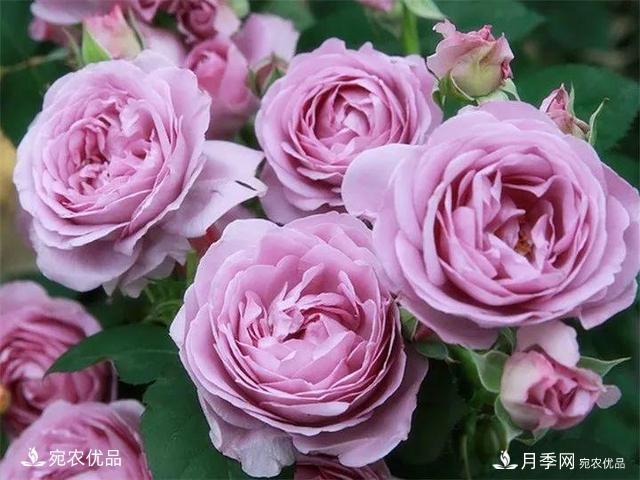 熱門50種月季花品種展示，每一種養(yǎng)法還不一樣快來看看！(圖1)