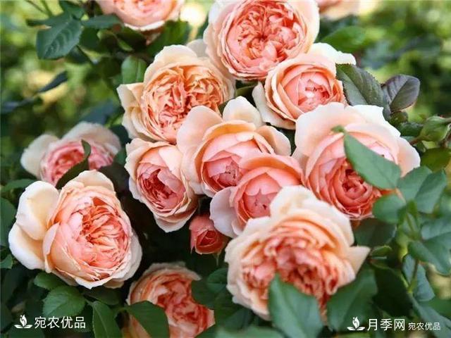 熱門50種月季花品種展示，每一種養(yǎng)法還不一樣快來看看！(圖7)
